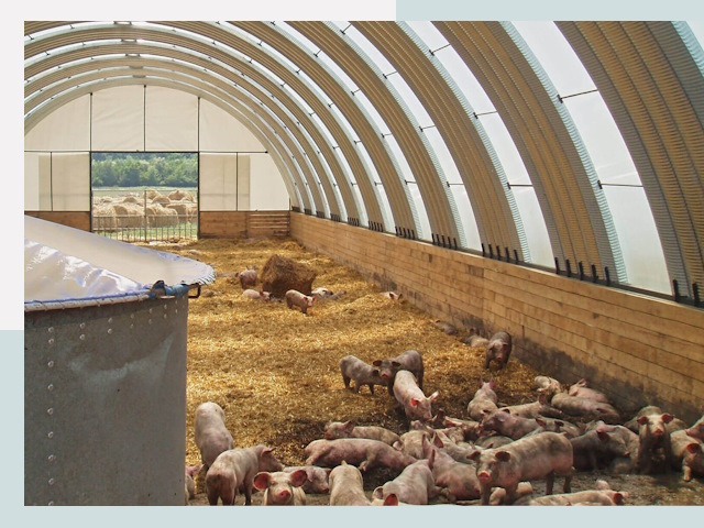 Строительство свинарников в Тамбове